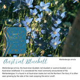 Austral Bluebell native flora colour card for the 2027 Weekly Programming and Reflection Diary Special Edition, featuring Wahlenbergia stricta, the Australian bluebell
