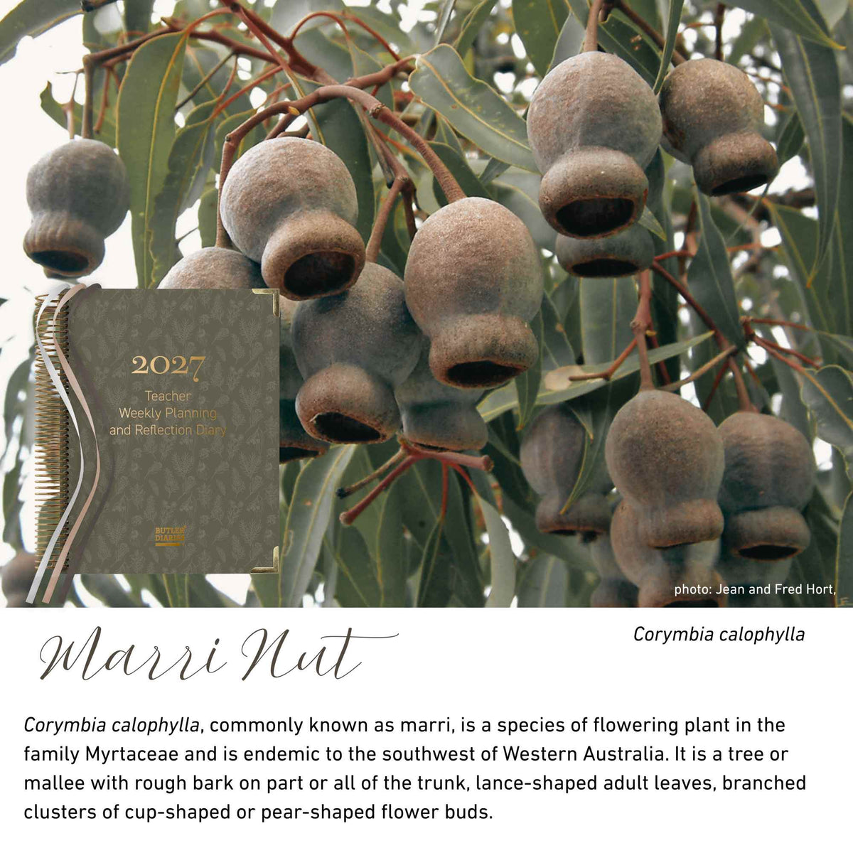 Marri Nut native flora colour card for the 2027 Weekly Teacher Planning and Reflection Diary, featuring Corymbia calophylla, the marri tree