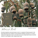 Marri Nut native flora colour card for the 2027 Weekly Teacher Planning and Reflection Diary, featuring Corymbia calophylla, the marri tree